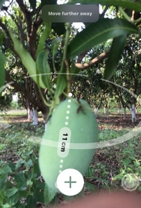 ಮಾವು