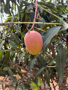 ఫోటో 3