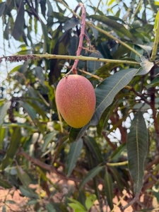 ఫోటో 4
