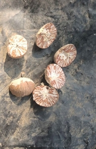 ವೀಳ್ಯದೆಲೆ