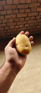 आलू 