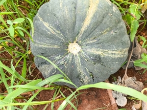 മത്തങ്ങ