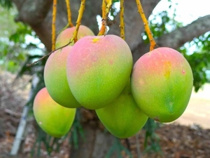 మామిడి