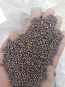 സാർസോ