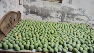 మామిడి