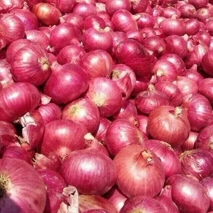 प्याज