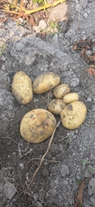 ಆಲೂಗಡ್ಡೆ