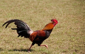 கோழி