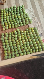 മാമ്പഴം