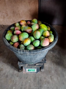 മാമ്പഴം