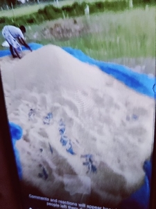 നെല്ല്