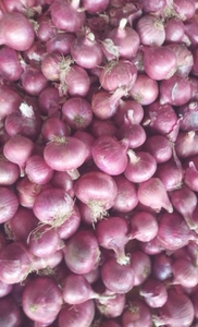வெங்காயம்
