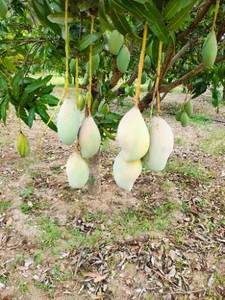 ಮಾವು