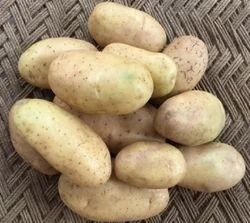 ಆಲೂಗಡ್ಡೆ