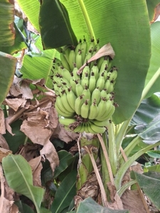 అరటిపండు
