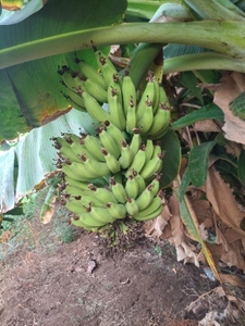 ఫోటో 4