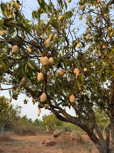 മാമ്പഴം