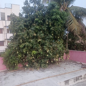 മാമ്പഴം