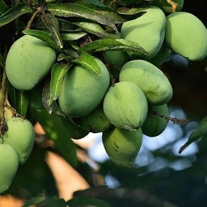 మామిడి