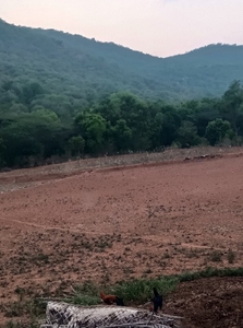 கோழி