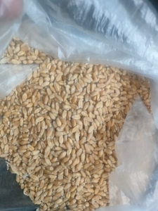ഗോതമ്പ്