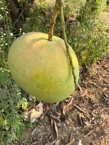 మామిడి