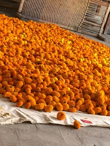 ജമന്തി