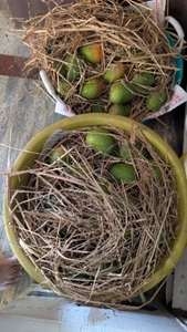 മാമ്പഴം