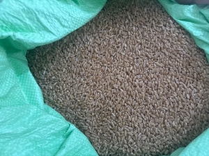 ഗോതമ്പ്