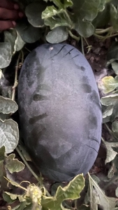 పుచ్చకాయ