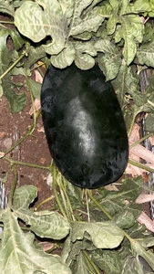ఫోటో 2