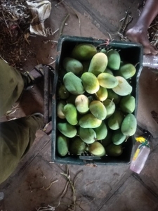 మామిడి