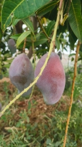 फोटो 2