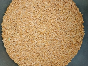 ഗോതമ്പ്