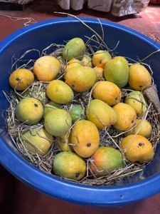 മാമ്പഴം