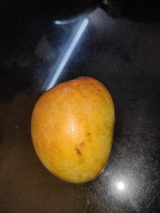 आम