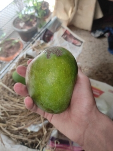 फोटो 4