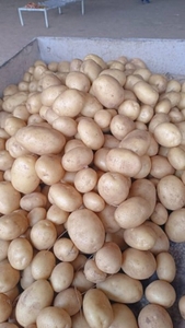 ಆಲೂಗಡ್ಡೆ