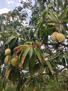 మామిడి పండ్లు