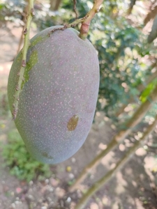மியாசாகி மாம்பழம்