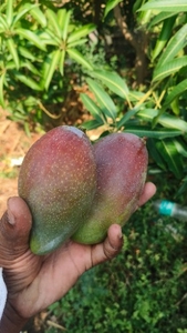 மியாசாகி மாம்பழம்
