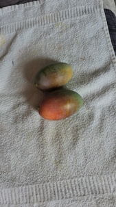 మియాజాకి మామిడి