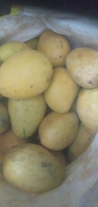 മാമ്പഴം