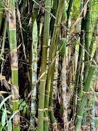 ಬಿದಿರು
