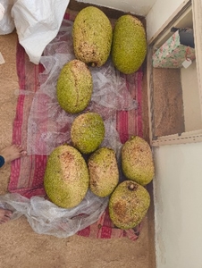 कटहल