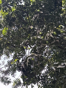 മാമ്പഴം 