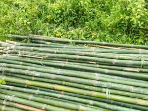 ഫോട്ടോ 3