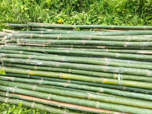ഫോട്ടോ 4