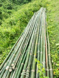 ഫോട്ടോ 5