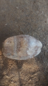 നാളികേരം 